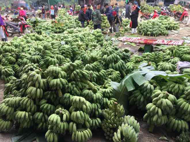 A Vũ Văn Mạnh (36 tuổi, chủ doanh nghiệp thầu chợ chuối Việt Trung) cho hay, chợ chuối hoạt động từ năm 2017 đến nay. Trung bình 1 ngày tiêu thụ khoảng 300 tấn chuối.&nbsp;