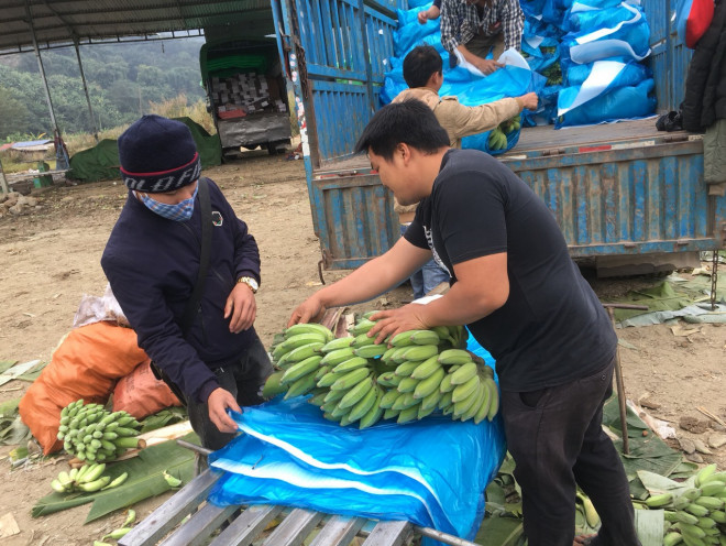 Chuối được chở sang các địa bàn Trùng Khánh, Quý Châu, Quảng Châu (Trung Quốc) tiêu thụ.