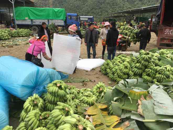 Dễ trồng, chi phí đầu tư thấp, ít công chăm sóc, cây chuối đang mang lại giá trị kinh tế lớn cho người dân, mở ra hướng đi mới cho ngành nông nghiệp huyện biên giới Phong Thổ. &nbsp;