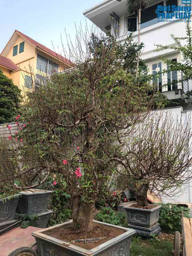 Theo quam sát vủa pv nhiều cây đào đã bắt đầu cho ra hoa, được biết với những gốc đào thế như này giá thường giao động ở mức 20-30 triệu đồng.