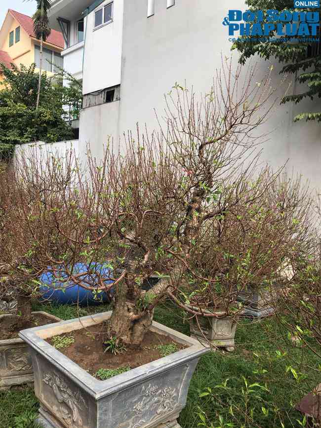 Những cây đào thế bắt đầu nhú nụ và chồi non.