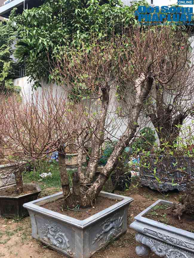 Được biết, những gốc đạo cổ thụ này có giá rất cao. Ngoài ra, các chủ đào cũng cho thuê trong dịp Tết giá khoảng 1/3 thời gian thuê từ 10 đến 15 ngày.