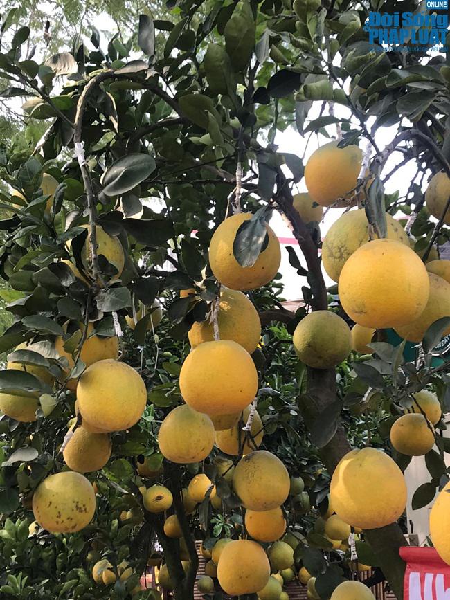 Phần lớn những cây bưởi cảnh đều là bưởi ghép, gốc được thu mua từ những vùng nổi tiếng về bưởi như Hoài Đức. Để cho ra lò một lứa bưởi cảnh thì phải mất từ 2 đến 3 năm với nhiều công đoạn khác nhau.