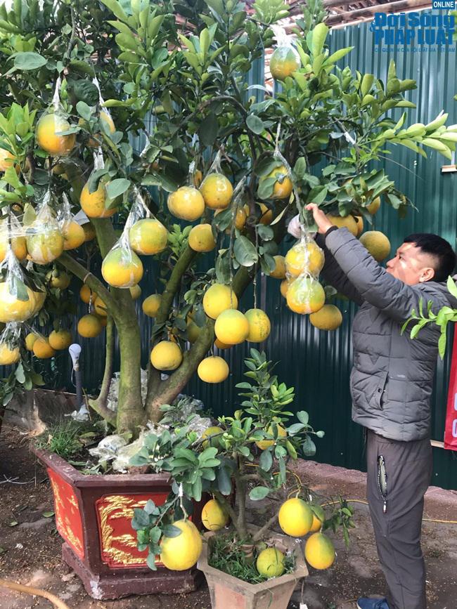 Theo anh Tuấn chủ những cây bưởi cảnh cho biết, "anh đang hoàn thiện khâu cuối cùng cho chậu bưởi cảnh là tháo những màng bọc bảo vệ quả bưởi khỏi bị dập nát, hoặc sạm vỏ... muốn quả bưởi vàng ươm và đẹp mã thì anh thường bọc bưởi bằng túi bóng trắng". Thông thường số lượng quả được ghép trên một cây cũng được căn cứ vào độ to, khoẻ của gốc. 