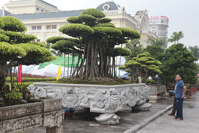 Trong rất nhiều “siêu cây” ở vùng đất Nam Định, bộ 3 cây sanh cổ của anh Mạnh Trường (Lộc An, Nam Định) được giới chơi cây muốn sở hữu bởi những cây này hội tụ đủ 4 yếu tố: cổ - kỳ - mỹ - văn.