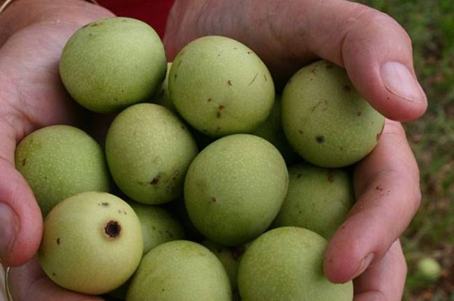 Đây là loại quả được ăn nhiều ở Nam Phi, Botswana và Namibia trong suốt thời cổ đại.