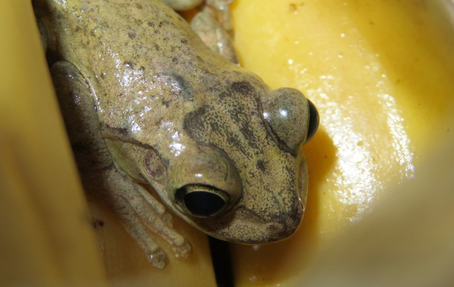 Chú ếch từ Ecuador được tìm thấy trong một gói hoa quả tại Anh (Ảnh: The Irish Time)