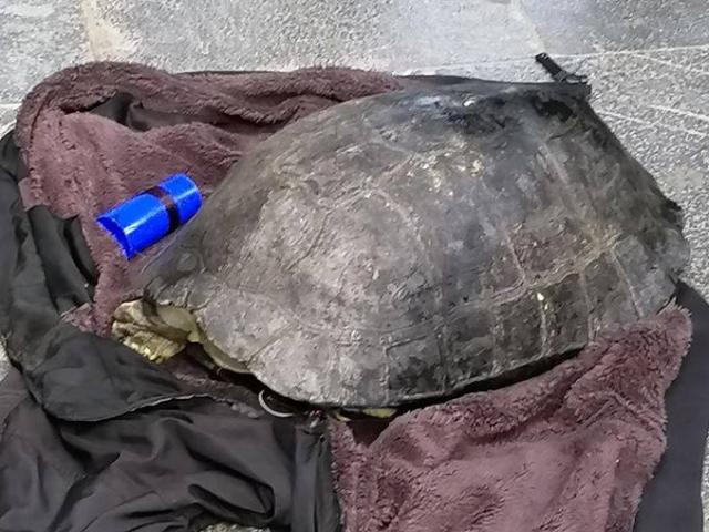 Nghi vấn cần thủ câu trộm rùa “khủng” nặng gần 15kg ở Hồ Gươm