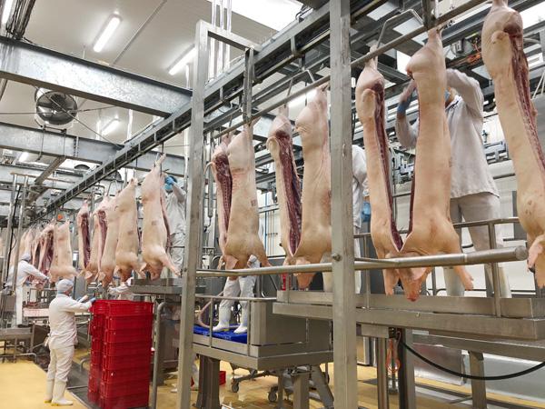 Giá thịt lợn hơi sắp chạm ngưỡng 100.000 đồng/kg. Ảnh minh họa CTV.