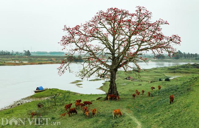 Cảnh sắc hoa gạo ở vùng ven ngoại thành Hà Nội.