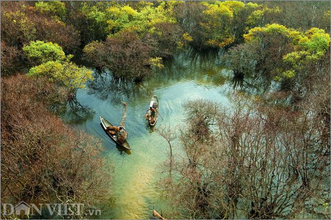 Rừng ngập mặn Rú Chá (Huế) tuyệt đẹp mỗi độ thu về.