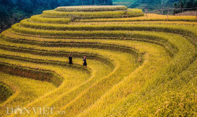 Mùa lúa chín tại vùng núi Tây Bắc, những thửa ruộng bậc thang luôn làm say đắm lòng người.