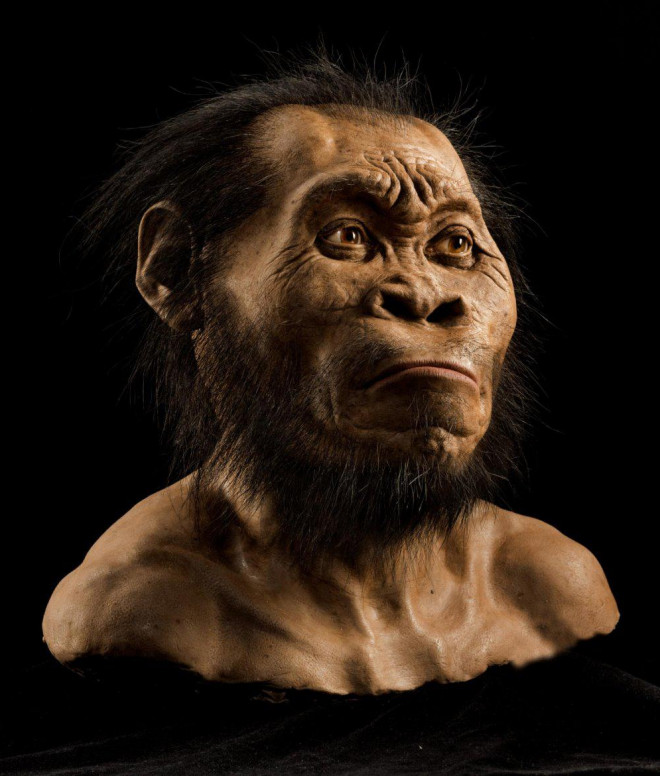 Hình ảnh dựng lại khuôn mặt của Homo naledi, một loài trong chi Người gần với người hiện đại ngày nay. Tác giả John Gurche đã dành hơn 700 giờ để quét hộp sọ hóa thạch và dựa vào các đặc điểm để dựng nên khuôn mặt hoàn chỉnh này.