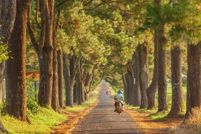 Dẫn vào đồi chè có một con đường nhỏ, hai bên đường hàng thông lá kim phủ kín.