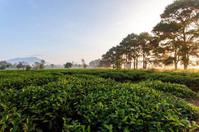 Nương chè xanh bạt ngàn giữa đất trời.