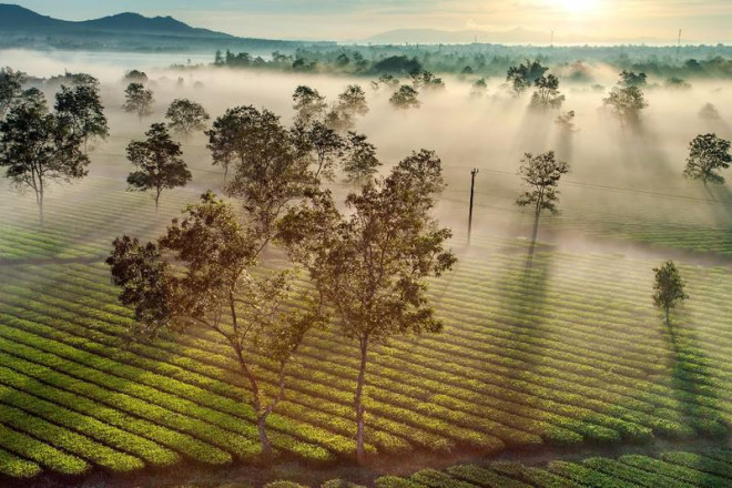 Từng khoảnh khắc vào buổi sáng ở Biển Hồ chè thật lộng lẫy