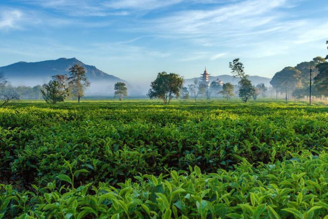 Từng ngọn chè xanh mơn mởn.