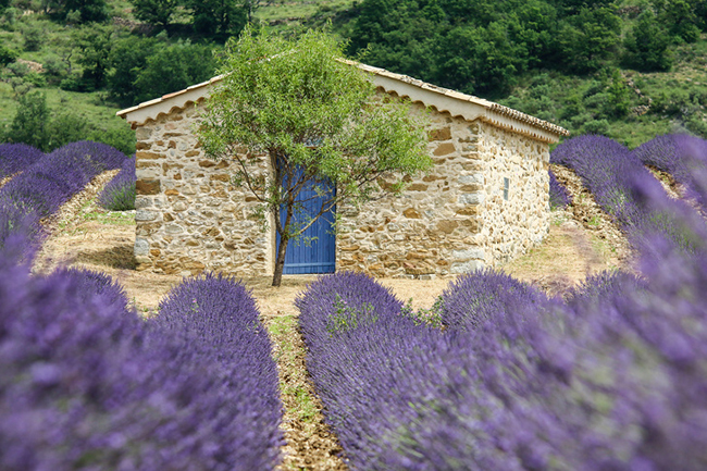 17. Provence, Pháp

Valensole sẽ cho du khách một buổi chụp hình trên cánh đồng hoa oải hương trên cả tuyệt vời.
