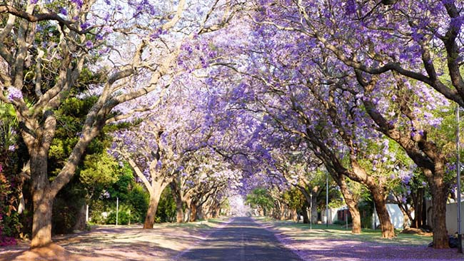 Phố Herbert Baker, Pretoria, Nam Phi: Con đường rợp bóng cây Jacaranda của thủ đô Nam Phi càng lộng lẫy với những bông hoa màu tím xinh đẹp được nở rộ vào tháng 9 đến tháng 11.
