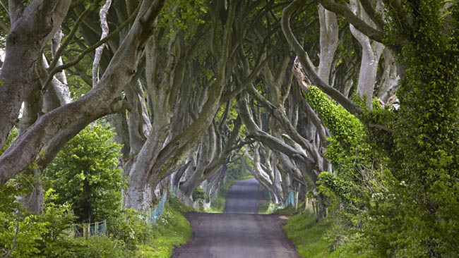 The Dark Hedges, Bregagh Road, County Antrim, Bắc Ireland: Một cảnh chính trong &#34;Game of Thrones&#34; đã giúp biến Bregagh Road, còn được gọi là Dark Hedges, trở thành một điểm thu hút khách du lịch.
