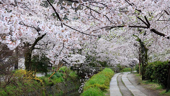 The Philosopher&#39;s Walk, Kyoto, Nhật Bản: Những bông hoa anh đào tràn ngập bờ kênh giữa Ginkaku-Ji và Nanzen-Ji giúp khiến cho con đường đẹp nhất của Philosopher Walk càng trở nên rực rỡ.
