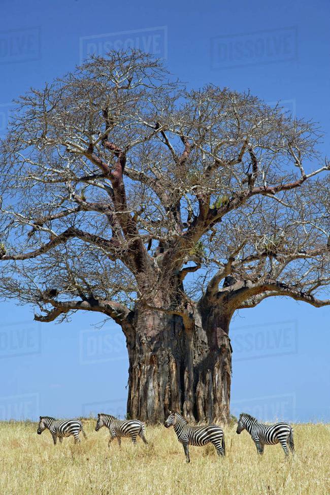 Baobab là cây có kích thước lớn, khổng lồ được trồng rộng rãi ở khu vực châu Phi, đặc biệt là cận hoang mạc Sahara.