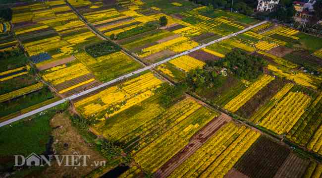 Cánh đồng thôn Nghĩa Trai, xã Tân Quang, huyện Văn Lâm, tỉnh Hưng Yên những ngày này được phủ một màu vàng rực rỡ của các luống hoa cúc tiến vua đang vào mùa thu hoạch.&nbsp;