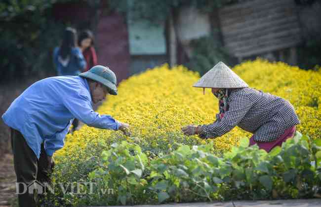 Một chủ vườn hoa tại đây&nbsp;cho biết, cúc chi mỗi năm chỉ có một vụ thu hoạch. Theo đó, mùa gieo hạt bắt đầu từ khoảng tháng 5, tháng 6, đến tháng 12 là bắt đầu thu hoạch.