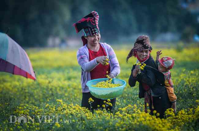 Vẻ đẹp của những cánh đồng hoa cúc chi thôn Nghĩa Trai chỉ mới được biết đến trong vài năm gần đây. Trước đó, loài hoa này chỉ được biết đến như một loài cây dược liệu.