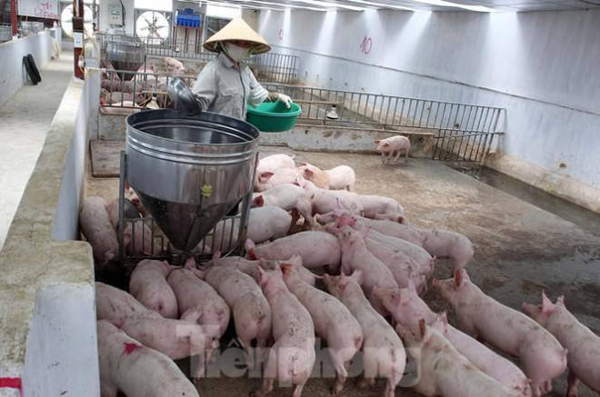 Một trong những nguyên nhân khiến giá thịt lợn tăng là do một bộ phận người nuôi “găm” hàng, chờ thời điểm tăng giá cao hơn.