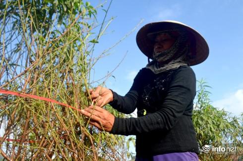 Thời tiết nắng ấm khiến người dân lo lắng vì sợ đào sẽ nở không đúng dịp Tết.