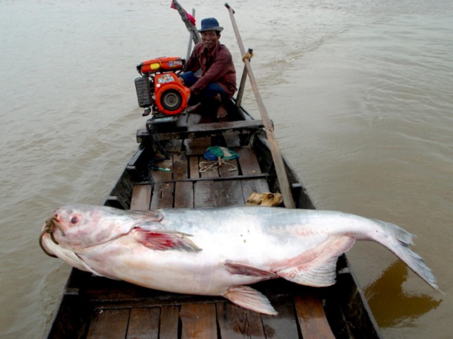 Cá tra dầu sống ở vùng hạ lưu sông Mekong. Ảnh: National Geographic