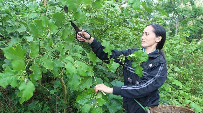 Từ loài cây dại mọc hoang trên nương rẫy, trong rừng, cà đắng được nhiều hộ gia đình di thực về trồng trong vườn để hái trái chế biến thành nhiều món ăn ngon. Cà đắng cho trái quanh năm. Hiện nay, ở các chợ khu vực Tây Nguyên, tại các gian hàng bán đồ thực phẩm, rau, củ, quả nhiều người dễ dàng mua được cà đắng. Ở khu vực Tây Nguyên, Tây Bắc cà đắng hiện nay được cho là một đặc sản. Ảnh: Du lịch Tây Nguyên.