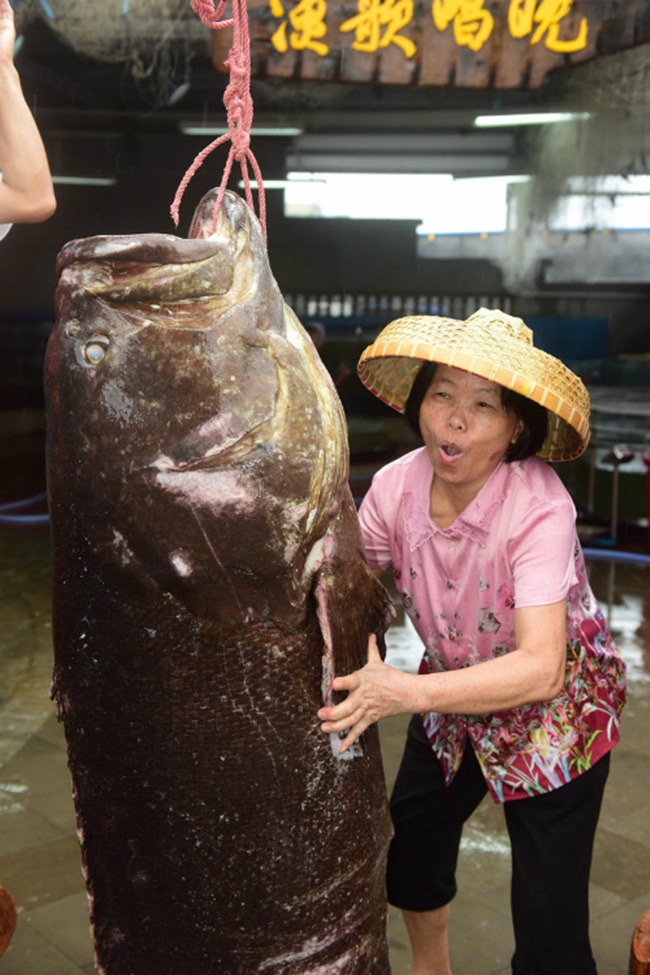 Tháng 9/2016, ngư dân ở tỉnh Hải Nam, Trung Quốc cũng bắt được con cá mú nặng 236kg.