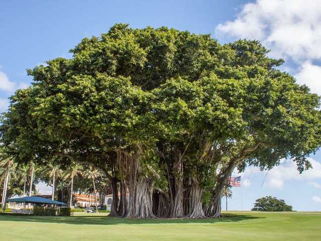 Bên cạnh nhà câu lạc bộ là một cây đa khổng lồ. Florida là một trong những nơi duy nhất ở Bắc Mỹ có thể tìm thấy cây đa, vốn có nguồn gốc từ châu Á nhiệt đới.