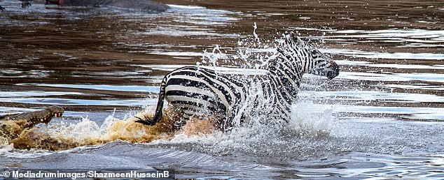 Con ngựa vằn bơi qua sông nhưng đụng ngay phải kẻ săn mồi với cặp hàm sắc nhọn