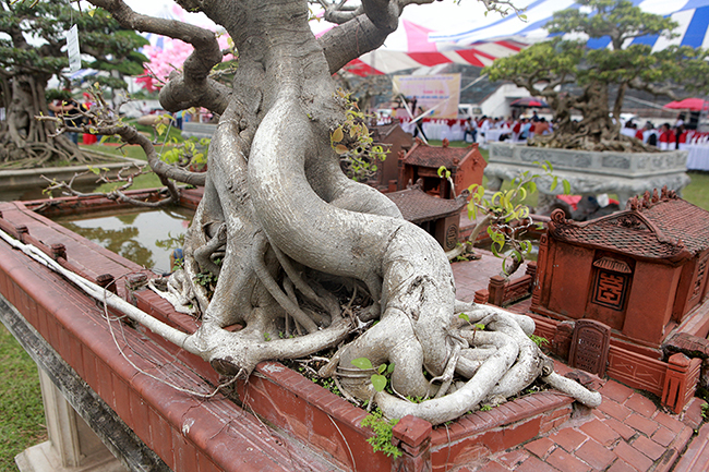 Điểm nhấn của tác phẩm là cây đề bonsai có tuổi đời khoảng 10 năm, anh Hải đi rất nhiều nơi mới tìm được cây ưng ý. Trước khi&nbsp;gắn cây vào tác phẩm, anh Hải phải phơi nắng, hãm cây… tạo thành dáng huyền.