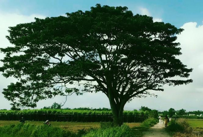 "Cây cô đơn" tại Huế đang được nhiều người săn tìm vì sự nổi tiếng của nó