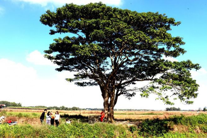 Cánh đồng vắng Hà Cảng, xã Quảng Phú, trở nên nhộn nhịp trong những ngày gần đây từ sự nổi tiếng của cây cô đơn này