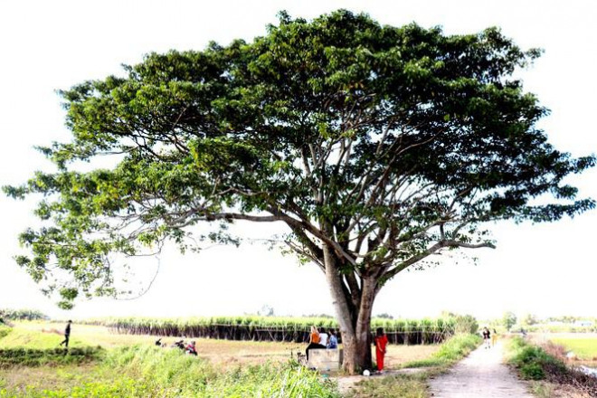 Cây do một nông dân trồng tạo bóng mát sau năm 1975