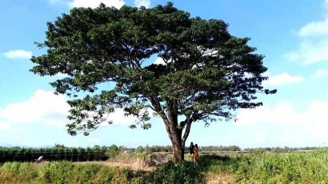 Cây đã hơn 40 năm tuổi