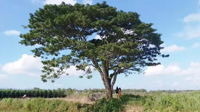 Sau khi đi vào phim ảnh và nổi tiếng, "cây cô đơn" và không gian xung quanh giờ trở thành "phim trường" của giới trẻ khắp nơi