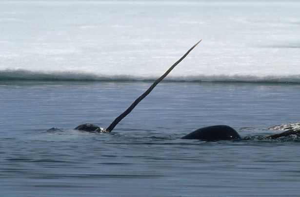 Kỳ lân biển đang bị săn bắt quá mức ở đảo Greenland, dẫn dến sự tuyệt diệt của cả một quần thể.