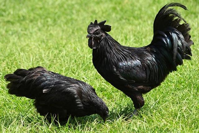 Giống gà quý hiếm này có nguồn gốc từ Indonesia, có thịt, lông màu đen