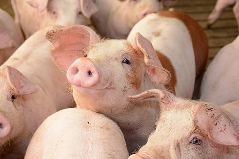 Dự tính giá thịt lợn sau một thời gian tăng đột biến sẽ giảm trở lại mức giá an toàn từ 50-60.000 đồng/kg thịt lợn hơi.