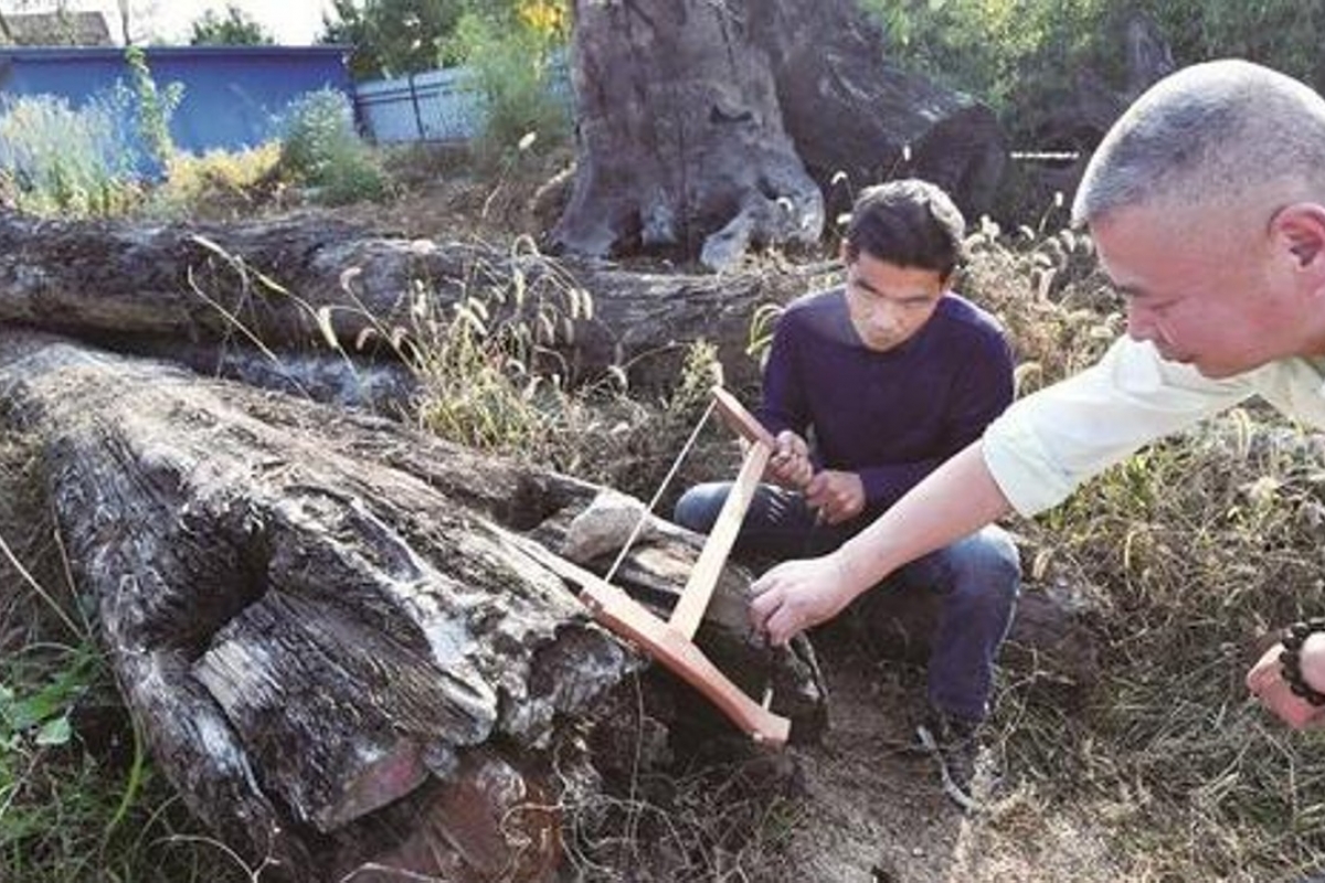 Khúc gỗ quỹ nằm ở sau vườn hơn 5 năm trước khi được xác định độ quý hiếm. Nguồn: SCMP.