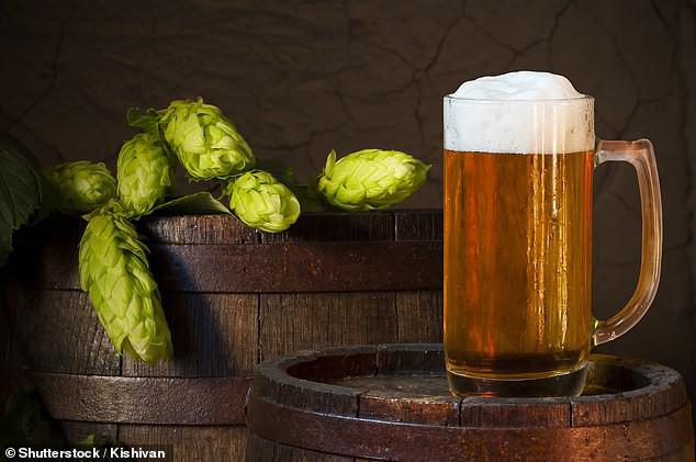 Hoa bia, nguyên liệu tạo ra hương vị cho những ly bia, chứa đến 3 hợp chất quý giá có thể tiêu diệt tế bào ung thư gan, đại tràng - ảnh: SHUTTERSTOCK/KLSHIVAN