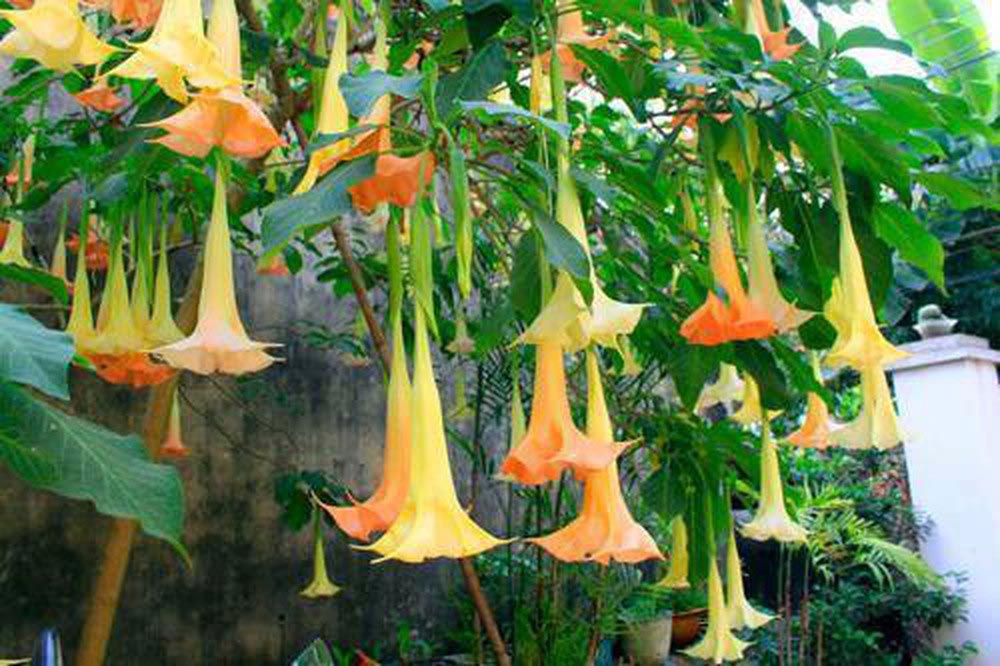 Hoa chuông có chứa thành phần Scopolamine (chất độc bảng A).