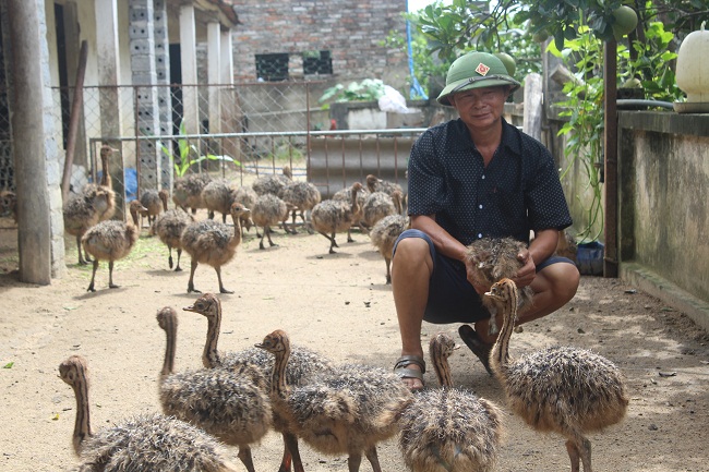 Mỗi năm, gia đình ông Thủy thu về 500 - 700 triệu đồng lợi nhuận từ việc chăn nuôi&nbsp;đà điểu