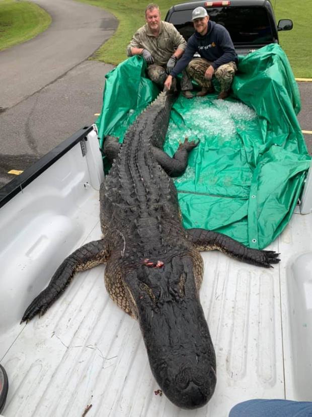 Con cá sấu dài 4,2 mét bắt được ở hồ Merrisach, bang Arkansas, Mỹ. Ảnh: The Sun